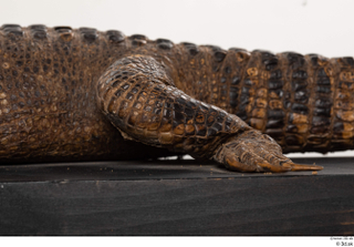 Crocodile  2 leg 0020.jpg